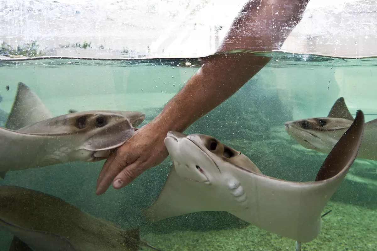 The Children’s Aquarium at Fair Park Gets a Helping Hand