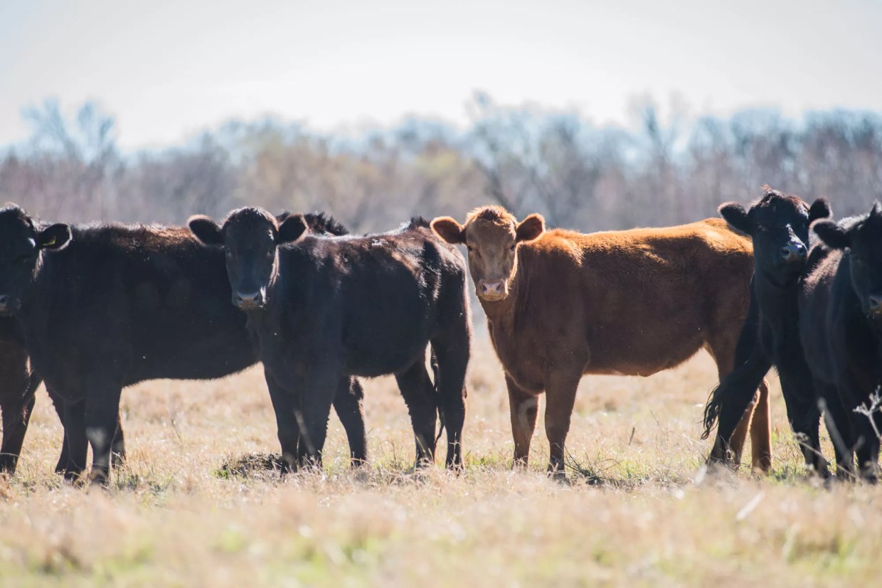 Texas Cattlemen Push Back on U.N. Climate Report