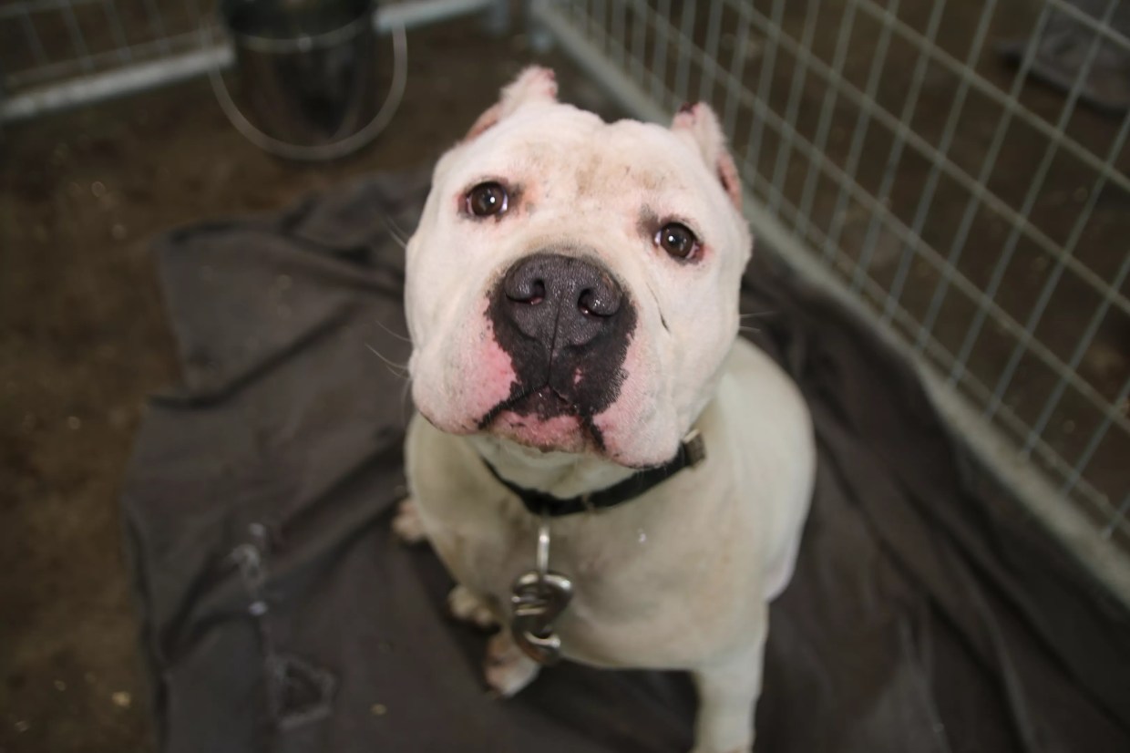 SPCA Saves 32 Dogs From “Urine-Soaked, Feces-Filled House” in Dallas County