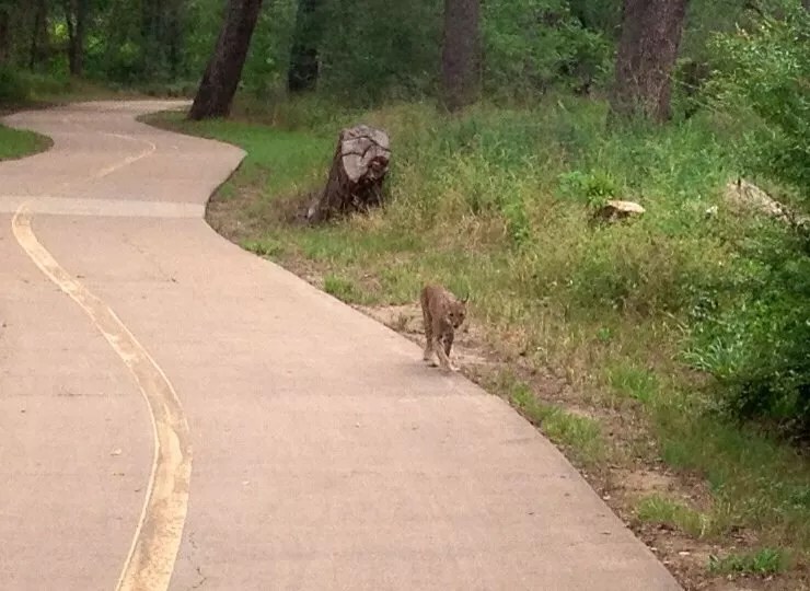 10 Dallas Area Bike Trails to Ride This Summer