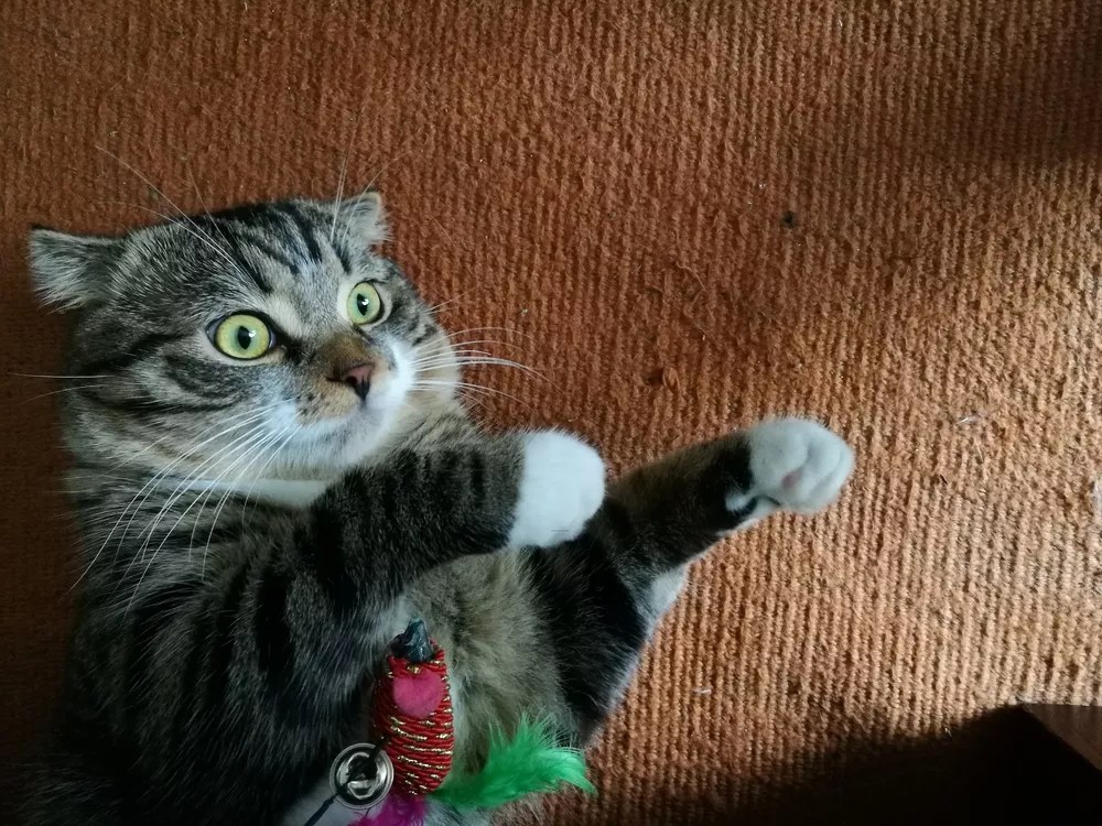 21 Things to Do in Dallas This Week