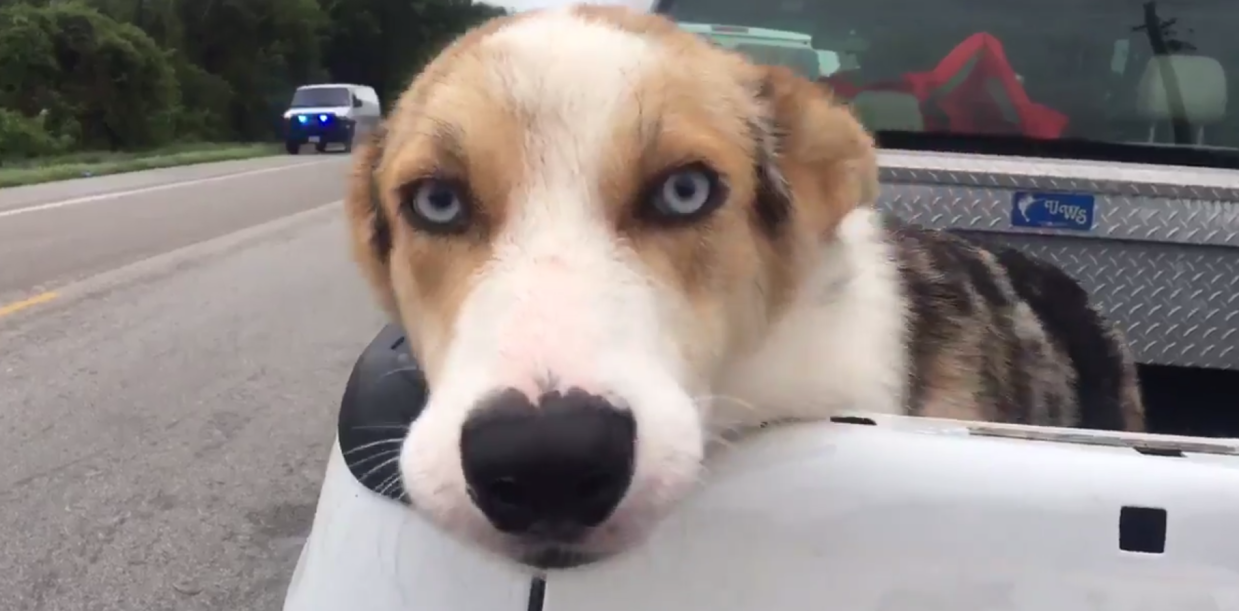 10 Happy Endings for the Dogs of Hurricane Harvey