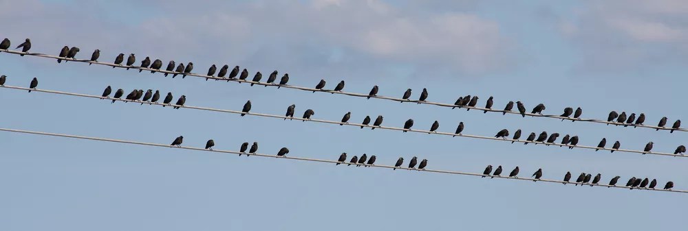 Let’s Hope Dallas County Democratic Party Is Not a Window on 2018