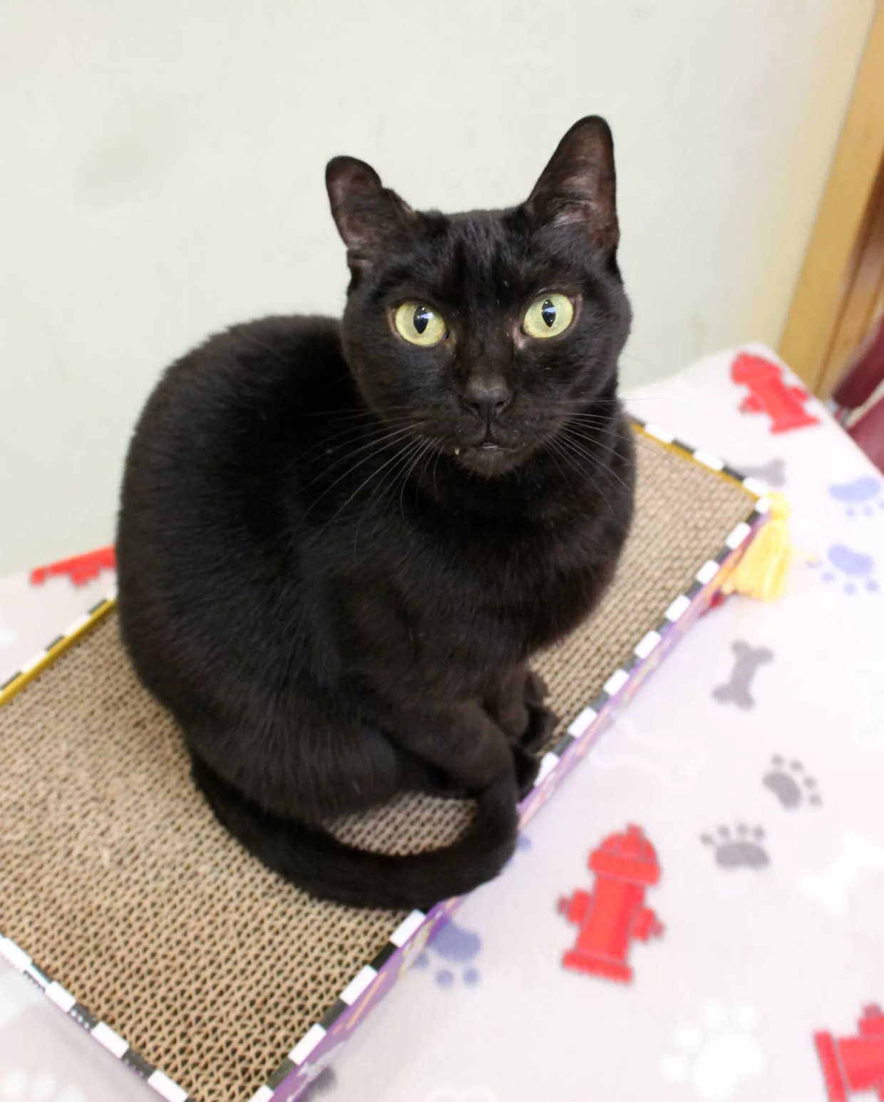 Alamo Drafthouse Offers Free Tickets to <i>Black Panther</i> If You Adopt Some Black Kitties