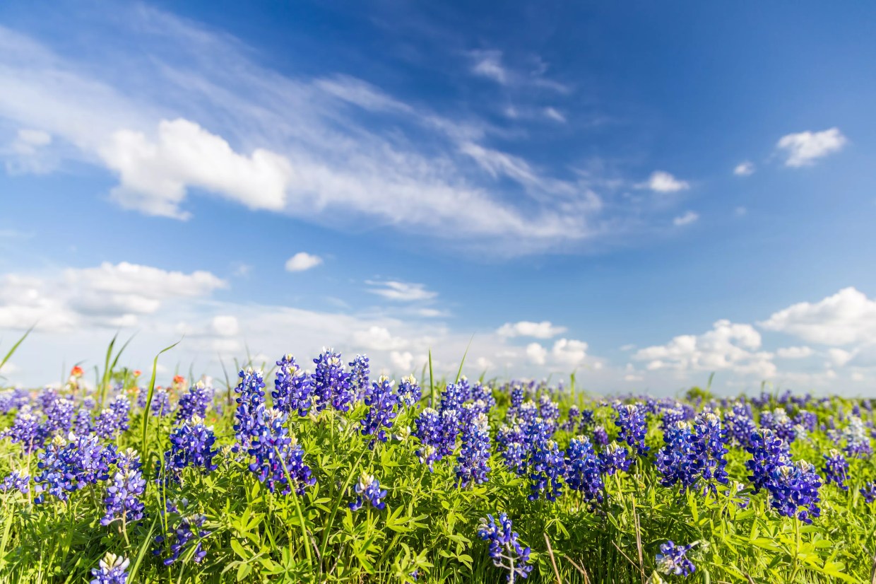 True Blue: Bluebonnet Tours Return at George W. Bush Presidential Center