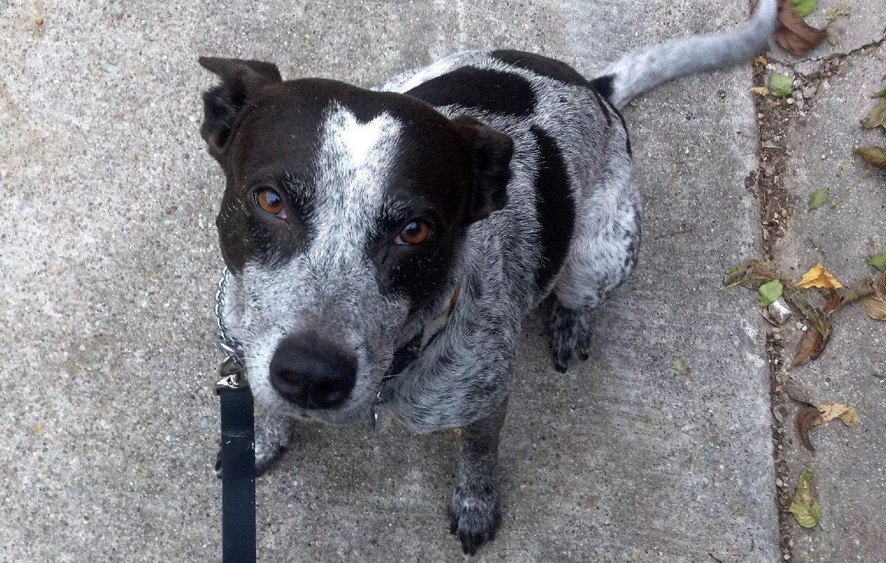 My Dog Has a Deformity, So Shoot Me