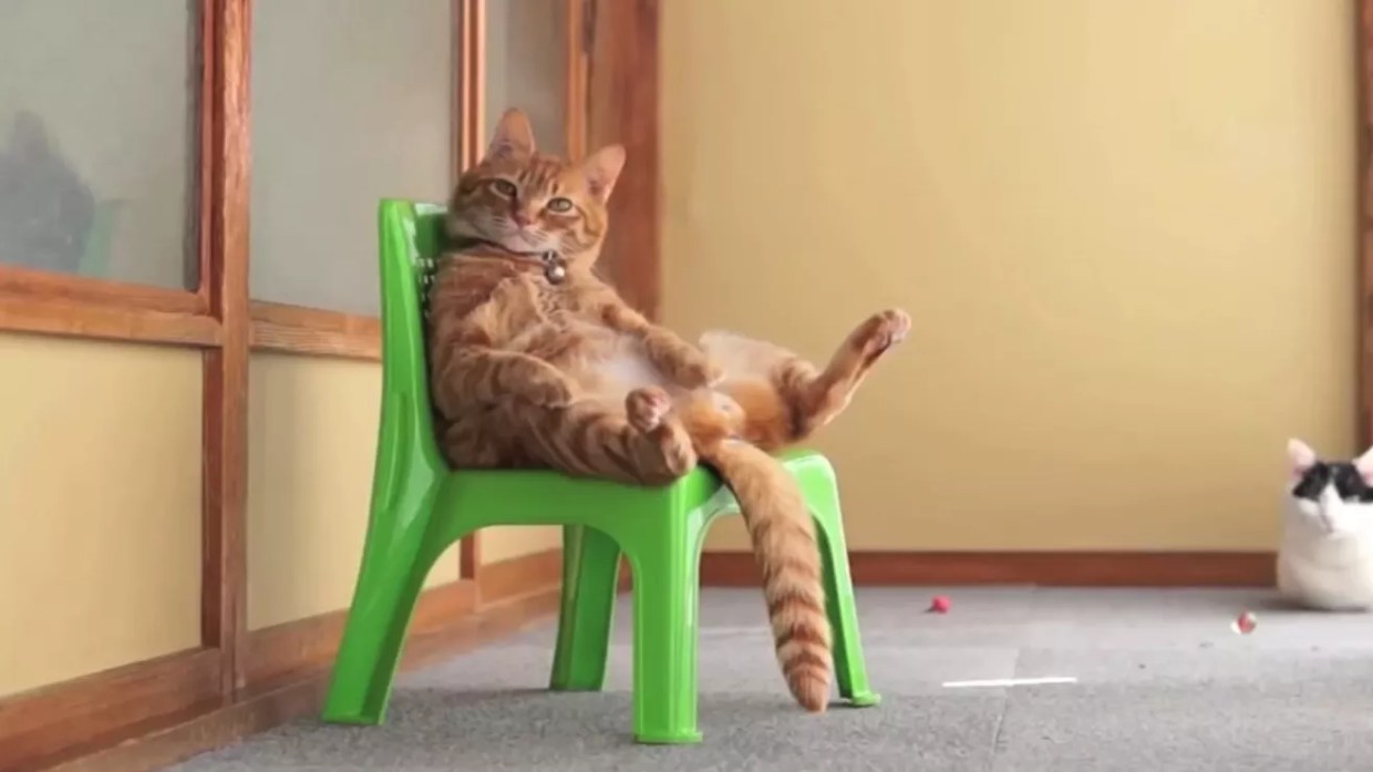 The Dallas VideoFest Pawfest Turns Cats and Dogs into Stars on the Big Screen