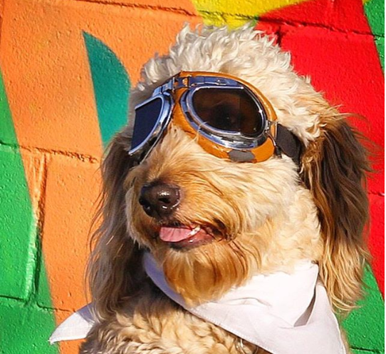 #DogsOfDallas You Should Be Following Right Now