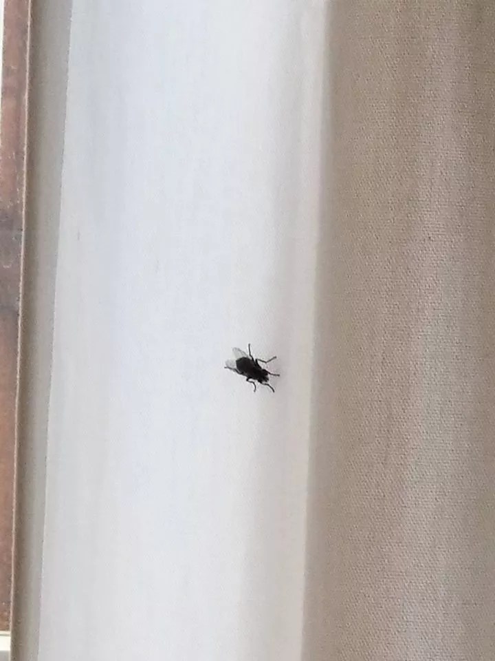 Revenge of the Flies