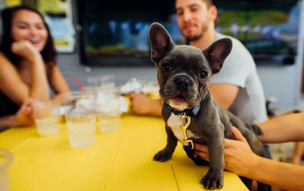 Mutt’s Canine Cantina Will Pay a ‘Puptern’ $100 an Hour to Play With Puppies