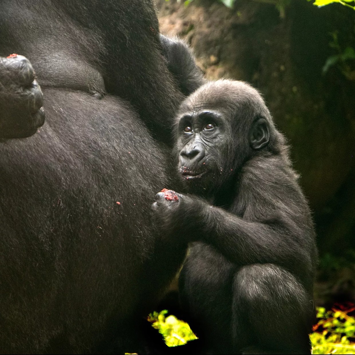 Watch the Video of Dallas Zoo Gorilla Saambili’s First Birthday Party