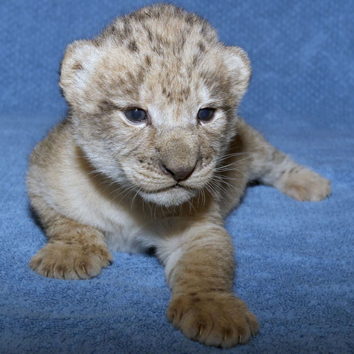 <i>The Lion King</i>’s  Simba Is Based on a Dallas Lion Cub