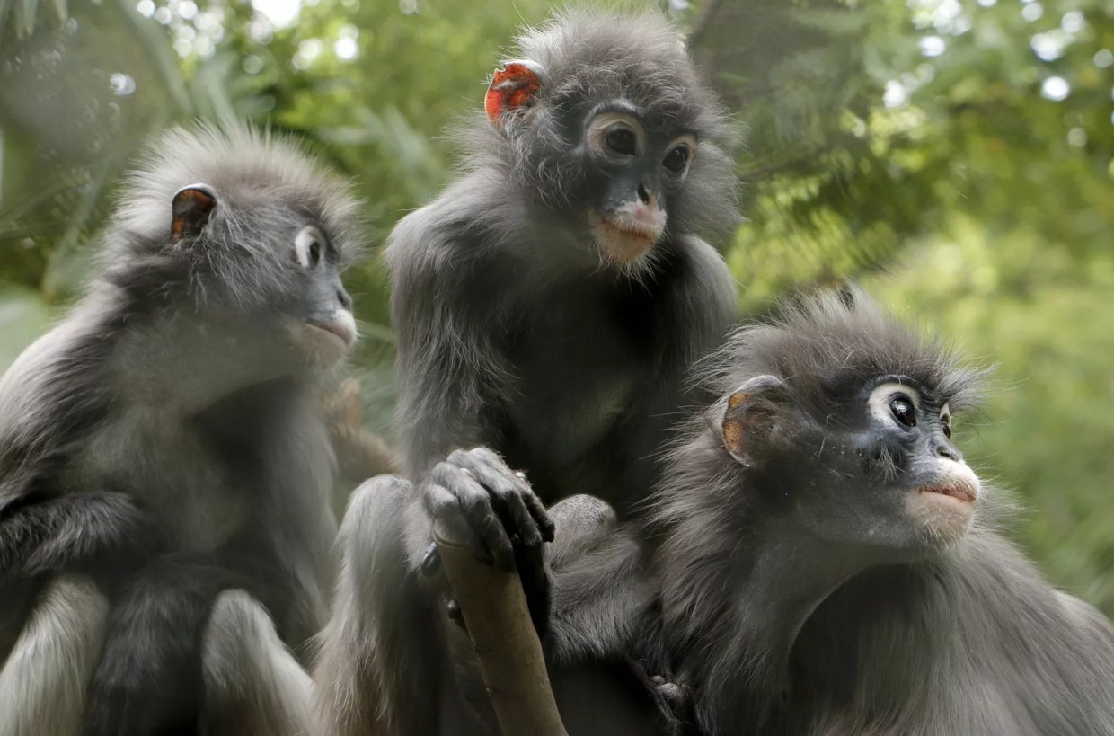 10 Underappreciated Animals at the Dallas Zoo