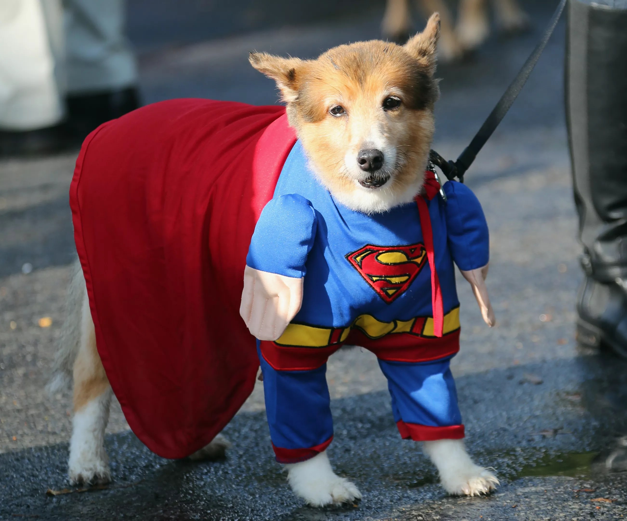 superman halloween dog costume