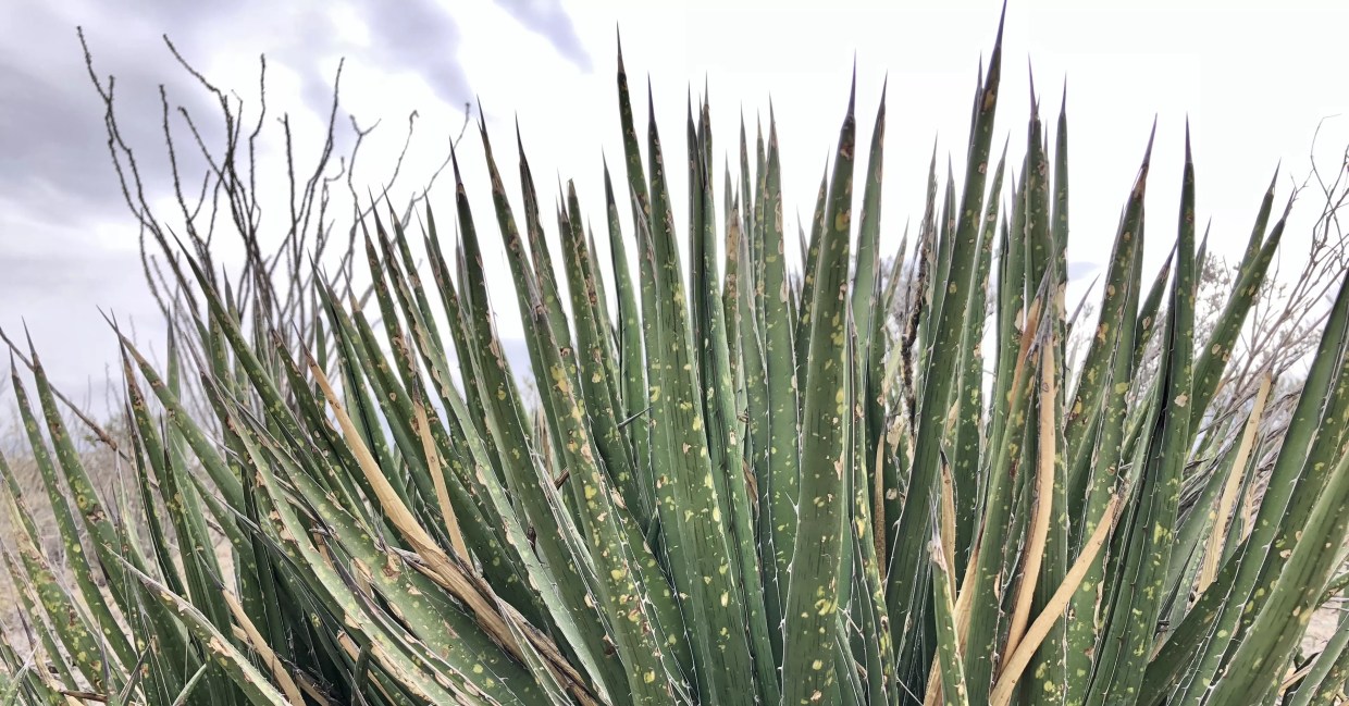 The Marfa Restaurant on the James Beard Foundation’s Radar