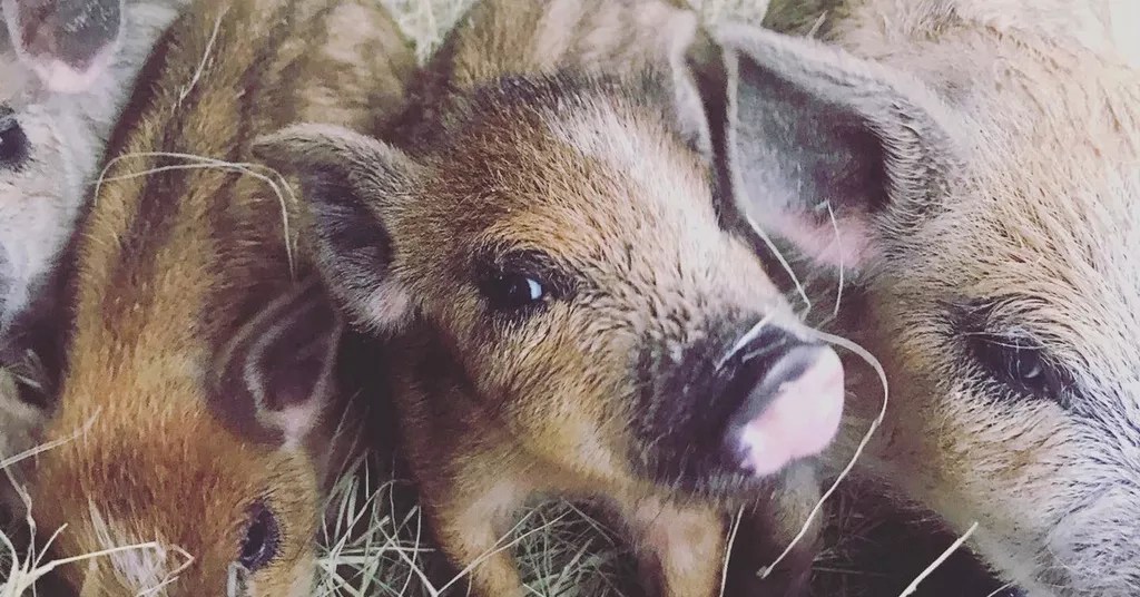 Chubby Dog Farm and Brand Up for Sale. It’s not the Pandemic.