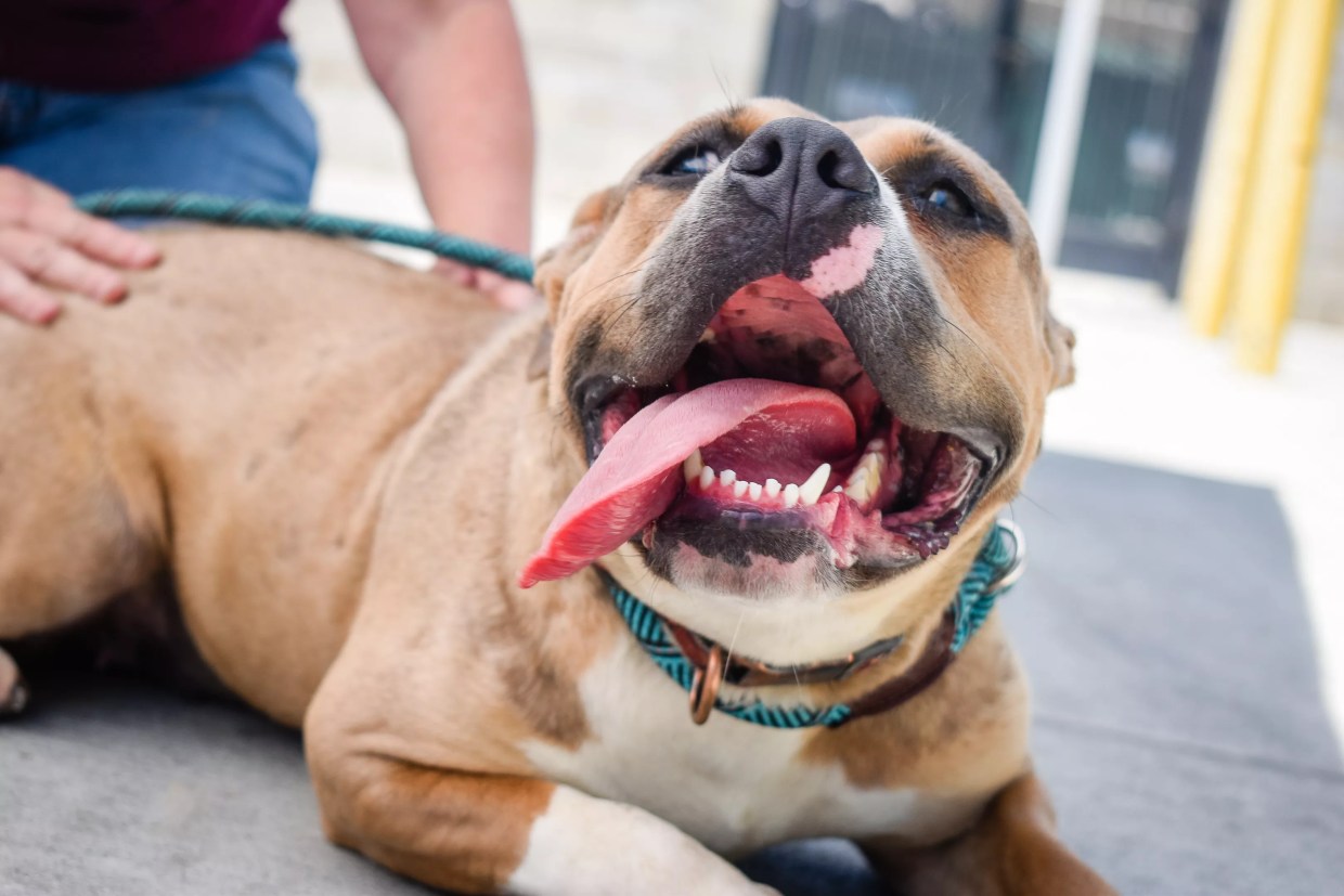 Pandemic-Related Hardship Hasn’t Caused Spike in Pet Surrenders, Dallas Advocates Say