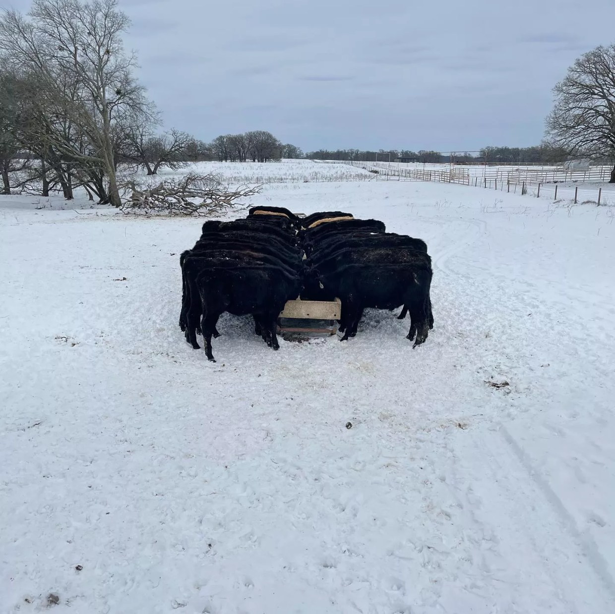 A Local Cattle Rancher’s Winter Storm: Cows on Ice, Abandoned Calves and a Missing Leg