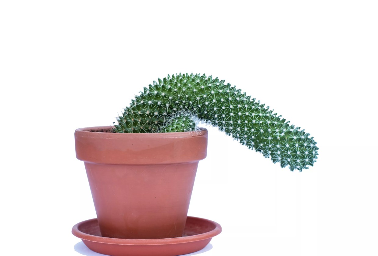 Flaccid in Frisco: North Texas Cities Rank Least Horny in America