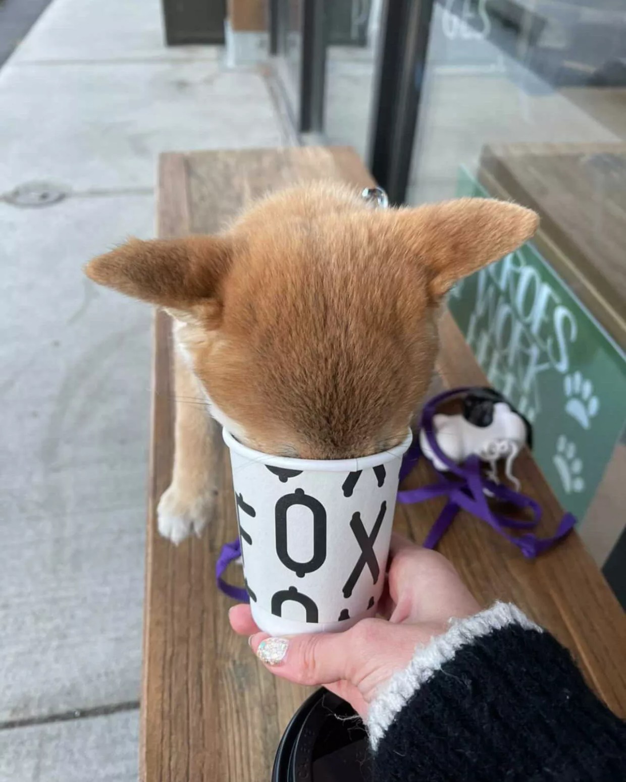 Best Places in Dallas to Drink (AKA “Work Remotely”) with Your Dog