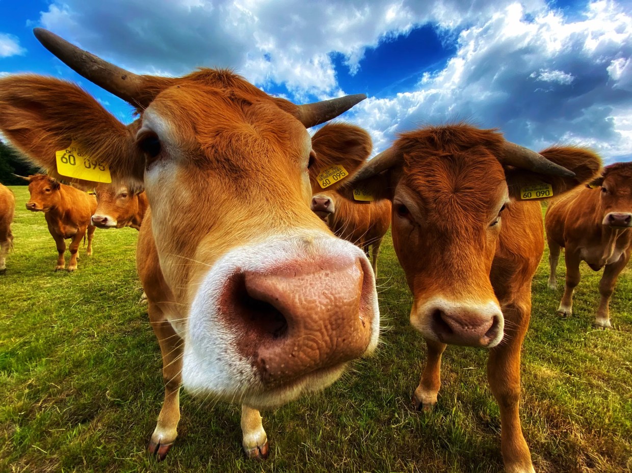 Forget Mad Cow Disease: Rabies Is on the Rise Among Texas Cattle