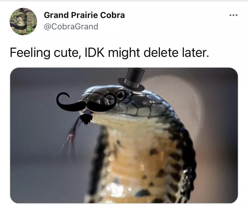 The Cobra That Escaped in Grand Prairie Is Taking Twitter by Storm