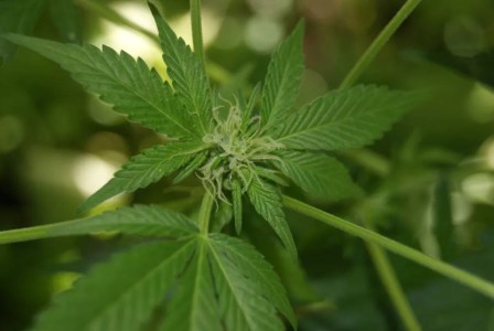 Texas THC Ban Wouldn't Be Unique, Arkansas Already Did It