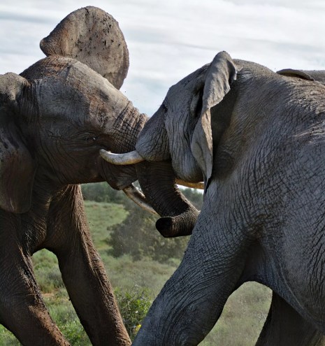 Fighting elephants like Republicans fighting other Republicans.