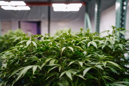 UPDATE: Abbott Bans Minors From Buying THC Products