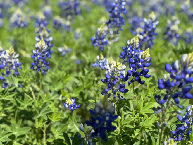 Bluebonnets